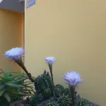 بيت ضيافة Mediterranean Concept House